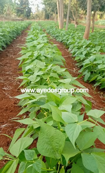 AYEDOSGROUPLTD's tweet photo. Give your crops the boost they deserve
AYEDOS KELPREAL enhances growth, improves nutrient uptake, and supports better flowering — leading to healthier kales and more productive beans.
-Vigorous growth
-Reduced stress
-Better yields &amp; quality
Don’t just grow crops — grow results! https://t.co/JrTcxBhLbp