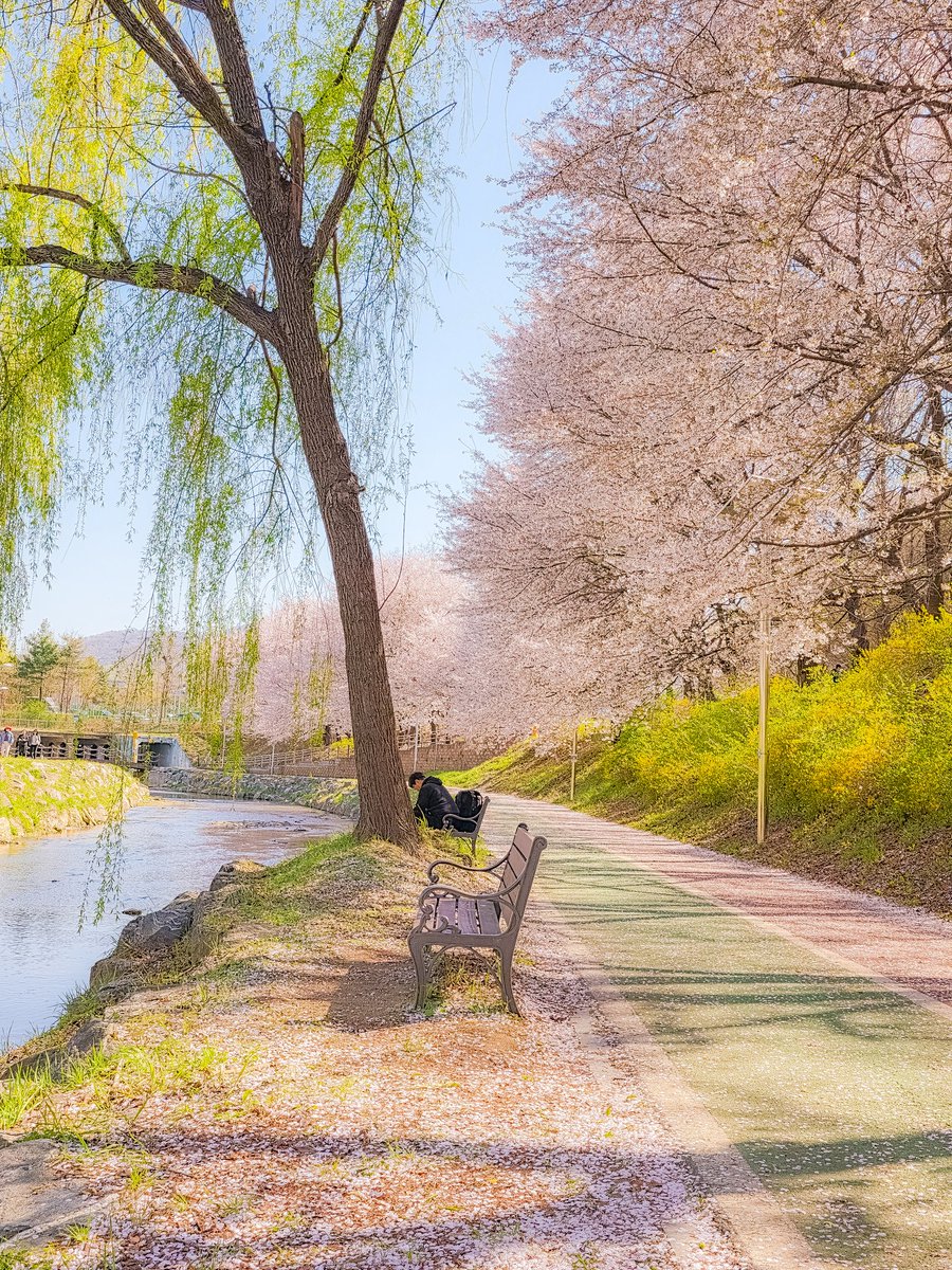 리피(RiPHi) tweet media