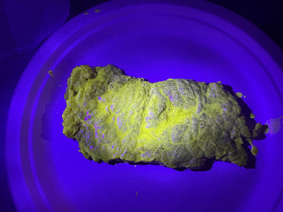 takesankamo's tweet image. Hey American bros! 🇯🇵🥩

Bought 3kg meat and made two weird experiments:
- Vitamin B2 glowing steak (lights up under blacklight!)
- Butterfly pea tea blue steak

They look crazy... but both taste completely normal 😂

Would you try? Drop your real American BBQ pics! 🔥🟦

#Steak