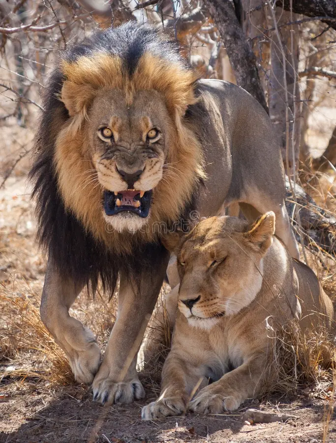 Un hombre y su esposa viajaron al zoológico, en eso encuentran a una pareja de monos, el mono jugaba apasionadamente con su hembra, su esposa mira le escena y le dice a su esposo:
"¡Qué románticos, esa pareja de monitos destilan puro amor, como me gustaría que tu y yo fuéramos