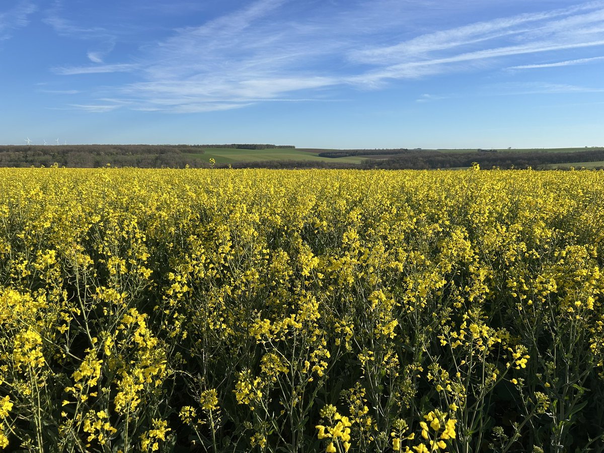 Emmanuel BONNIN tweet media
