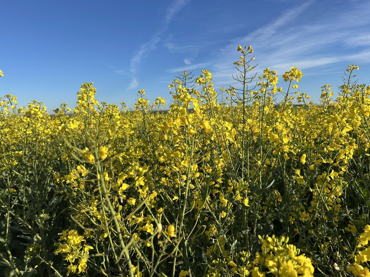 Emmanuel BONNIN tweet media