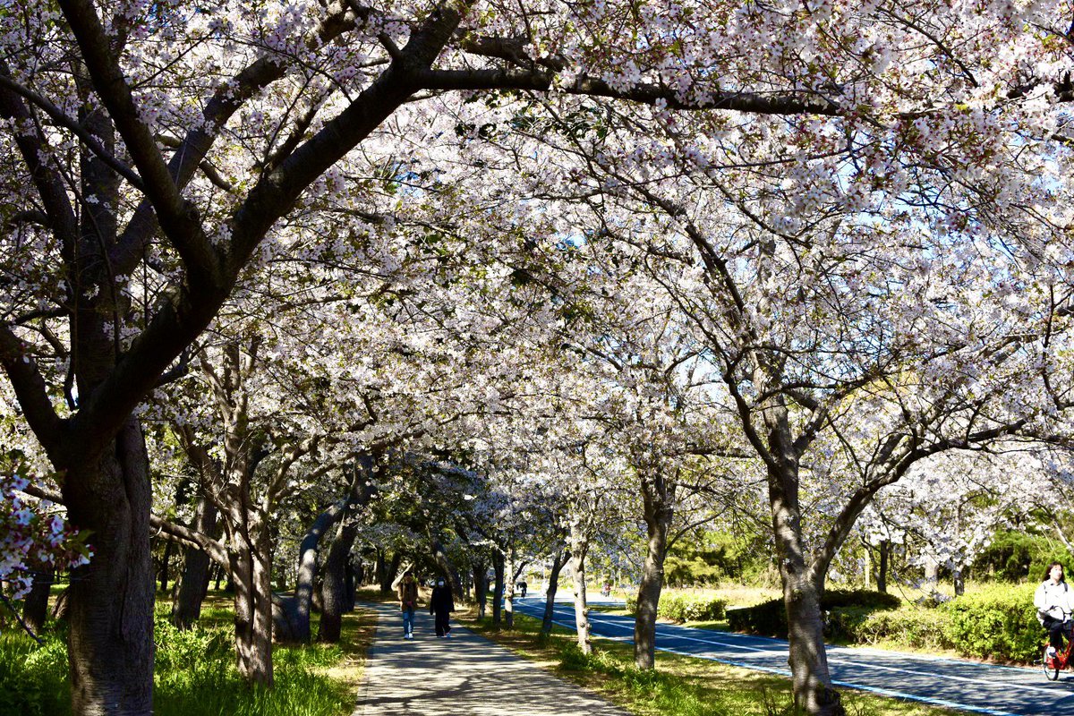 sh39/ゲーム垢🍤 tweet media