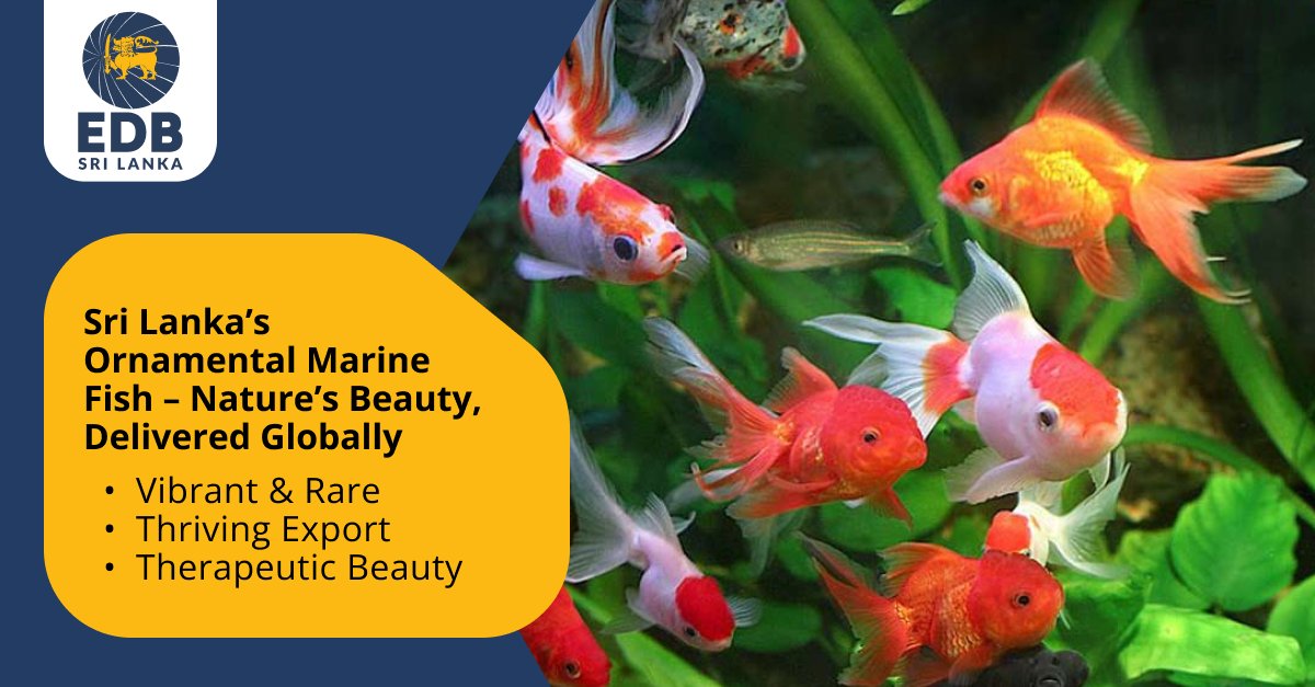EDB_SriLanka's tweet photo. From Sri Lanka’s Waters to the World’s Aquariums🌊🌍🐠 https://t.co/qI2Pb8HwfT
 Sri Lanka brings vibrant, sustainably sourced ornamental fish to global markets, combining natural beauty with expert care.
#OrnamentalFish #AquariumTrade #SriLankaExports #SustainableFishing https://t.co/hXAQkt2mvA