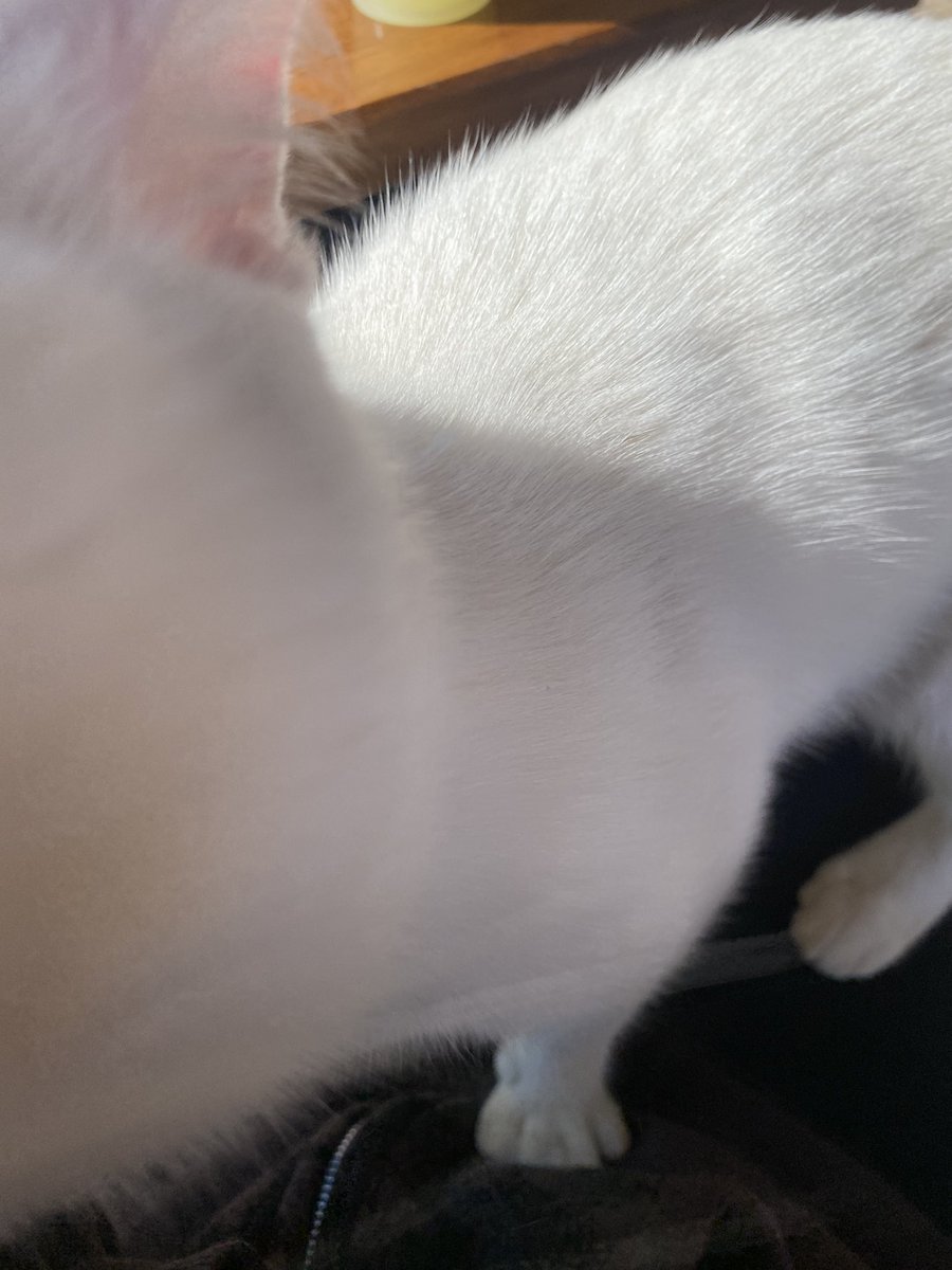 𝕯𝖊𝖗𝖎𝖓 tweet media