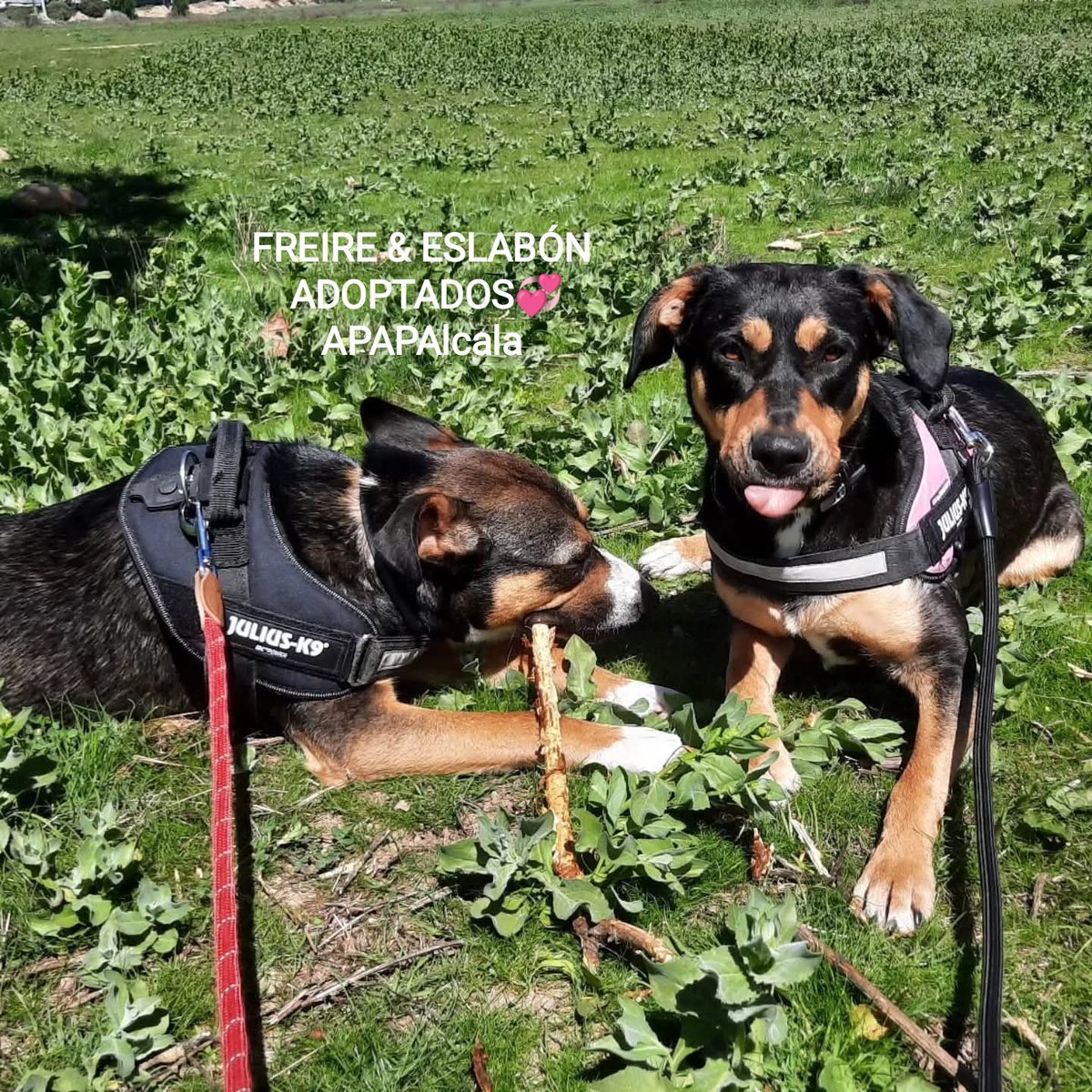 APAPAlcala's tweet photo. FREIRE Y ESLABÓN #ADOPTADOS
Vivían juntos en el chenil y no paraban de jugar Su alegría y su forma de ser, hicieron que su nueva #familia se enamorara de ambos y que no pudieran dividir su corazón❤️
Van a poder vivir la vida que se merecen juntos 🥹
#Adopta ✍🏻apap@apap-alcala.org https://t.co/boKdttyRX8