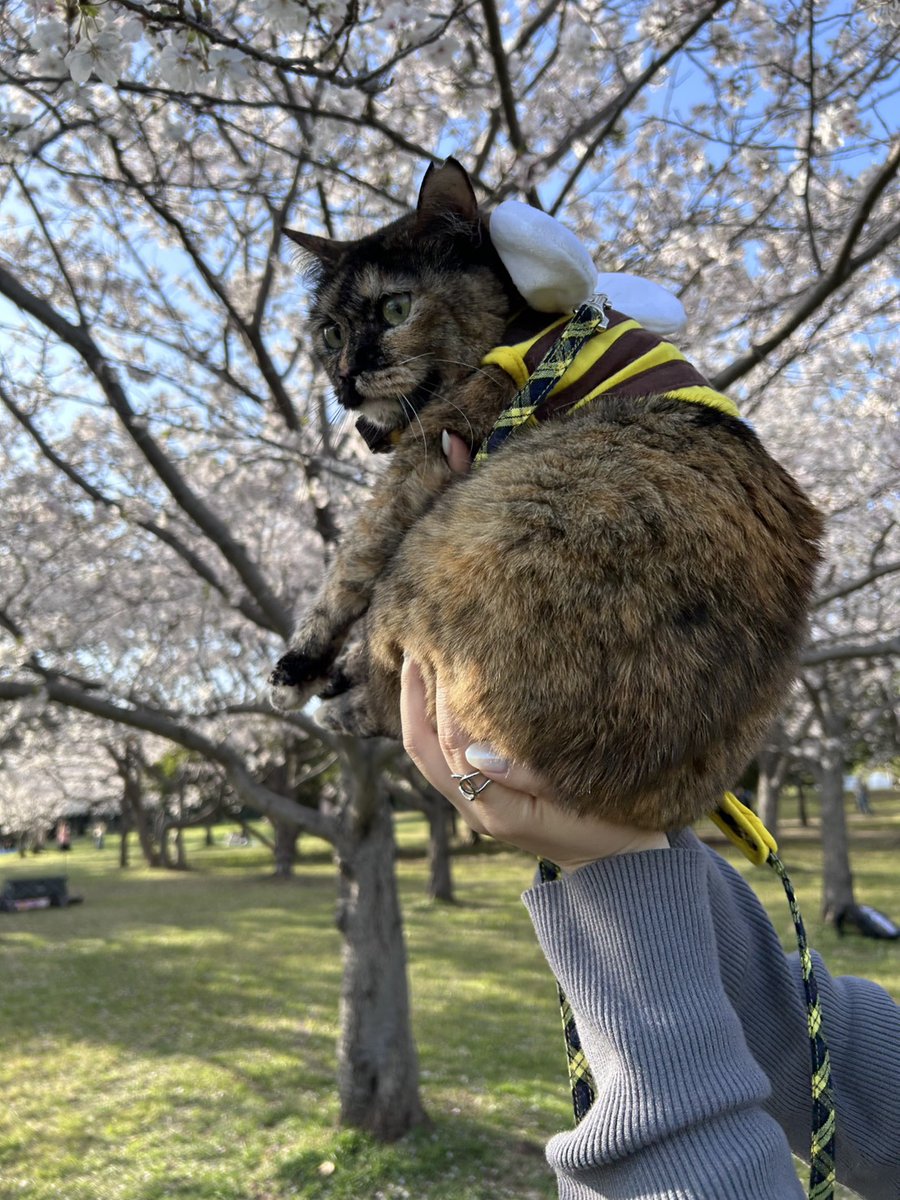 おなかすいた tweet media