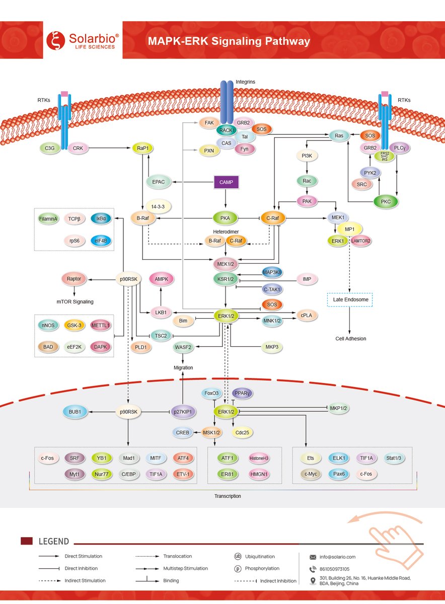 Solarbio2004's tweet image. 𝑴𝑨𝑷𝑲-𝑬𝑹𝑲 𝑺𝒊𝒈𝒏𝒂𝒍𝒊𝒏𝒈 𝑷𝒂𝒕𝒉𝒘𝒂𝒚: 𝑭𝒓𝒐𝒎 𝑺𝒖𝒓𝒇𝒂𝒄𝒆 𝒕𝒐 𝑵𝒖𝒄𝒍𝒆𝒖𝒔

#Pathway #MAPK #ERK #SignalTransduction #CancerResearch #CellBiology #Oncology