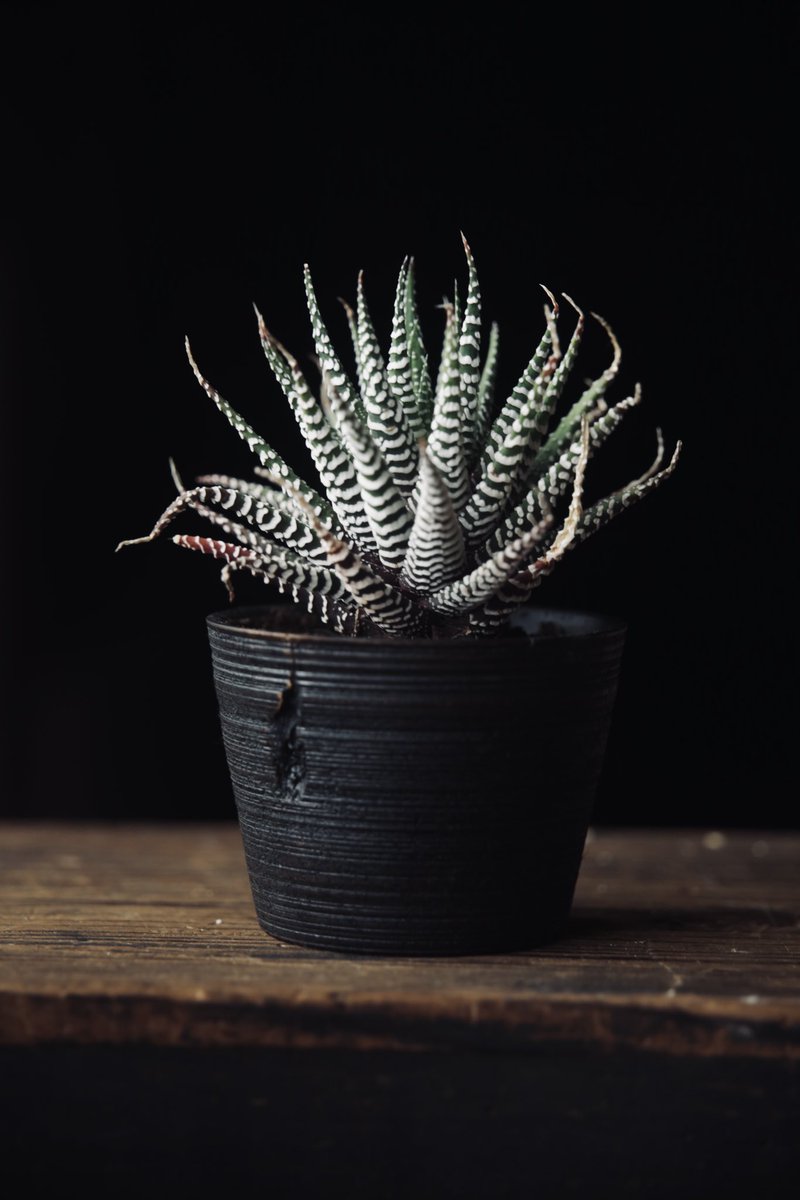 manufact_jam's tweet photo. 我が家のアロエたち。
八朔の植木鉢に植えてます。
実ではなく八朔の木の方です。漆で仕上げてありますが、割れが 入ってきたところはカスガイで止めようと思っているのですが、意外となかなか割れてこない。紫外線に弱いと言われる漆も意外と退色してこない。
もう販売しよかな。 https://t.co/s2QE3XcLlH