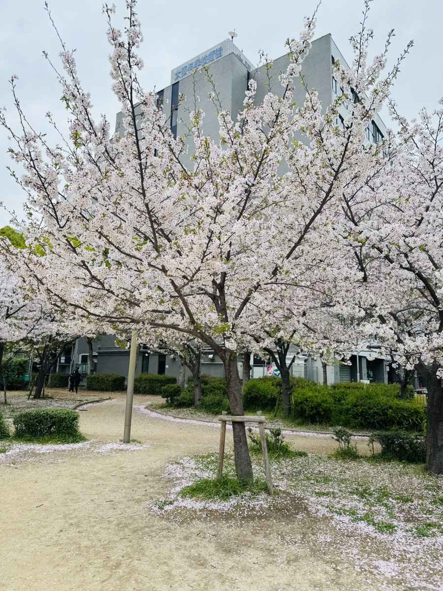 0016968Z's tweet photo. さくらさくら https://t.co/s7gKcDV7HB