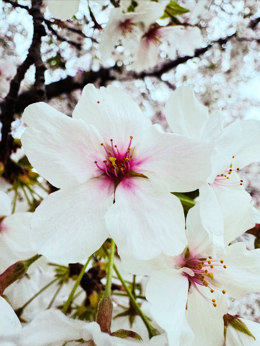 0016968Z's tweet photo. さくらさくら https://t.co/s7gKcDV7HB