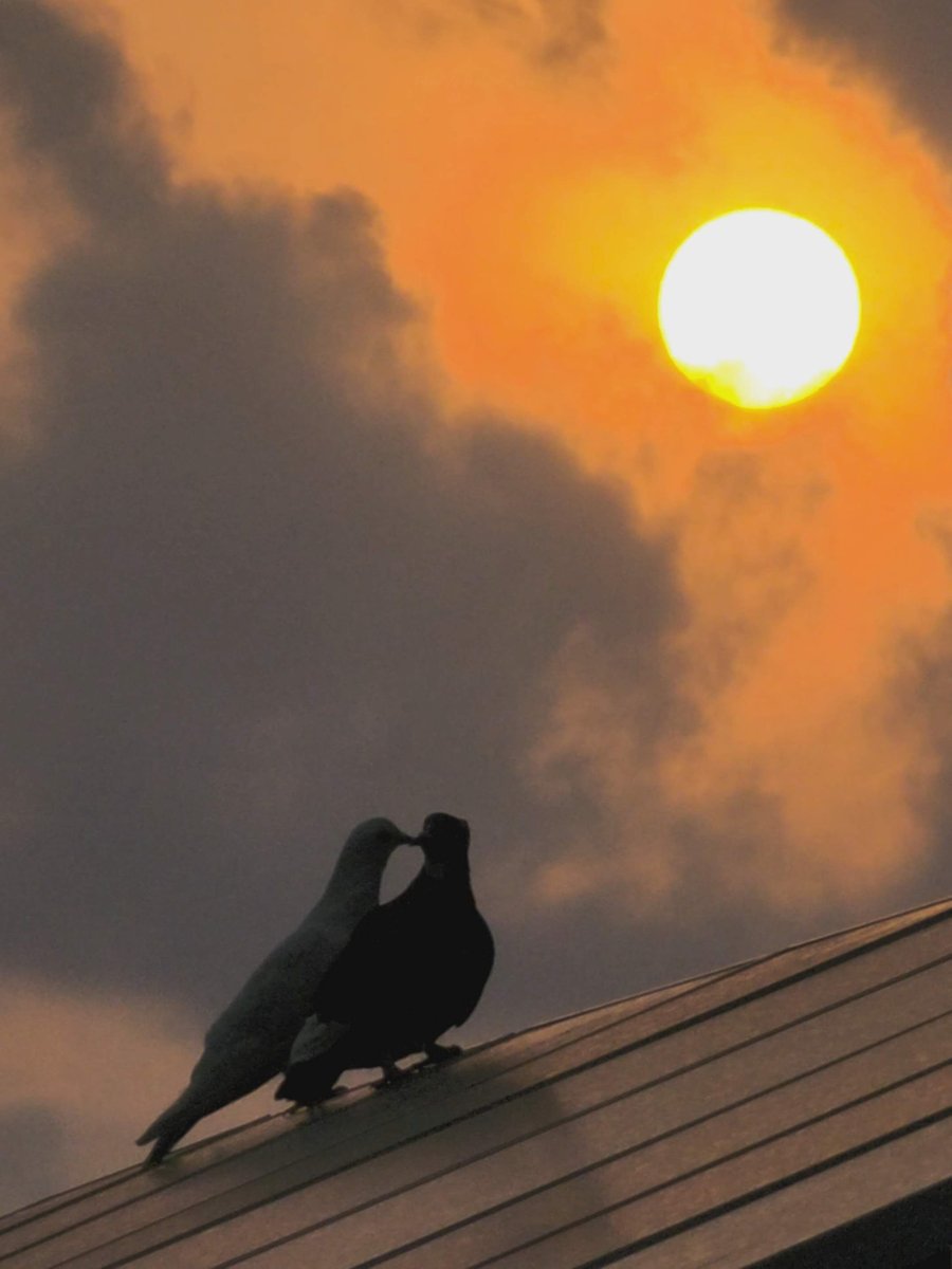 Fahim Al Mahmud Ashik tweet media