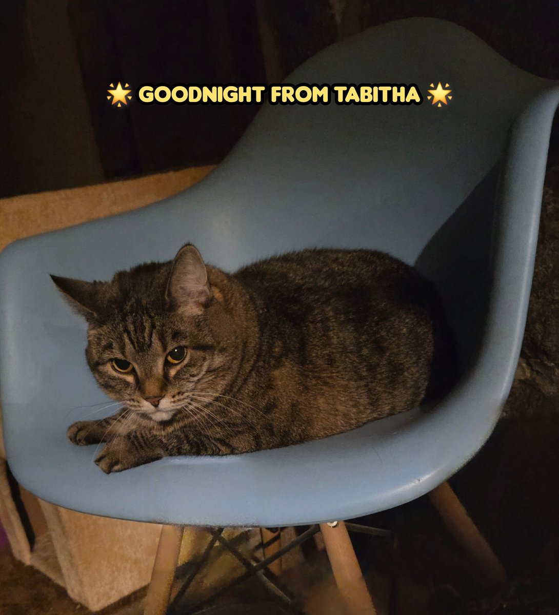 Goodnight from Tabitha 💗
