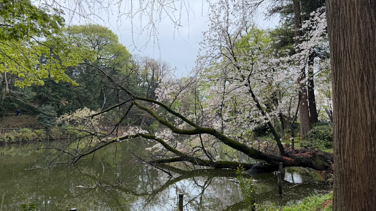 LifebookP's tweet photo. 先日、社内交流会で井の頭公園へ🌸

あいにくの雨でしたが、
公園内のお店でゆっくりお花見を楽しみました。
桜メニューが楽しめる素敵なお店でした✨

普段はリモート中心ですが、
こうした機会に集まってコミュニケーションをとっています。

#Lifebook #社内交流 #お花見 https://t.co/mISQvrhDzE