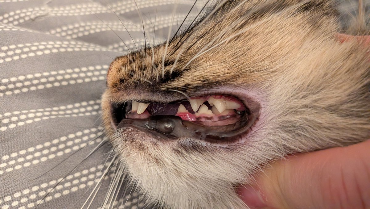 Половинка луны, меховые сыны tweet media