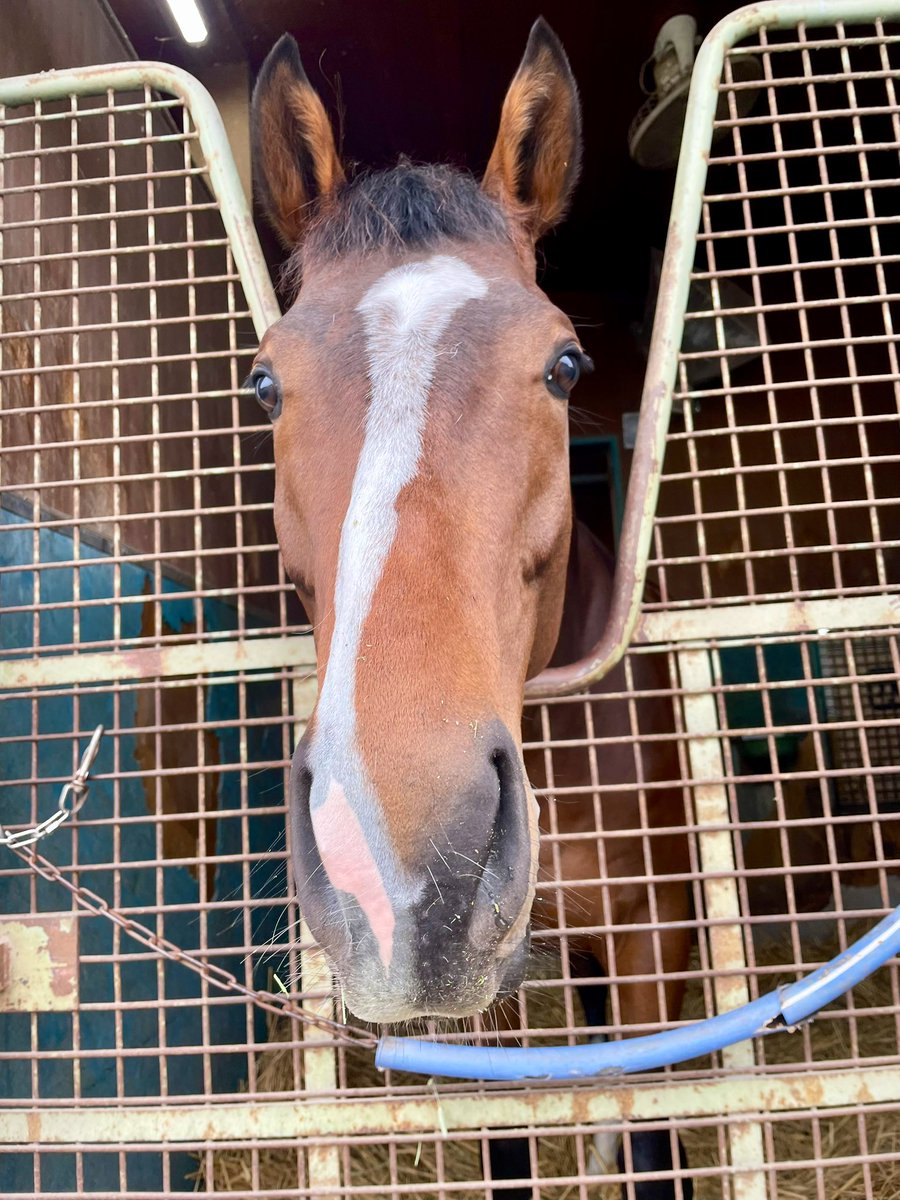 西山牧場阿見 tweet media