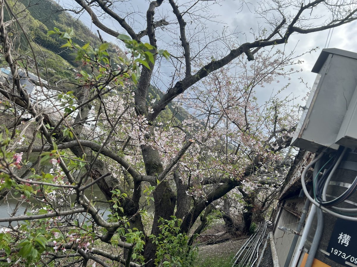 しんじ2 tweet media