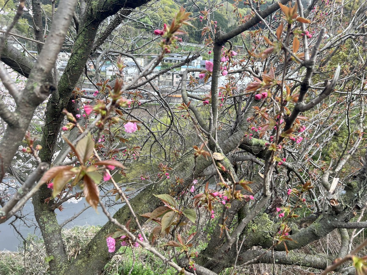 しんじ2 tweet media