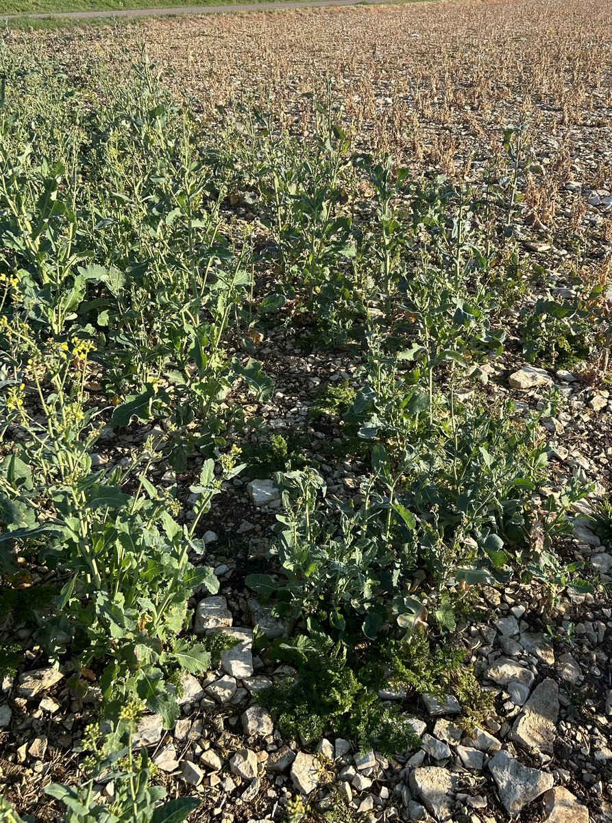 Emmanuel BONNIN tweet media