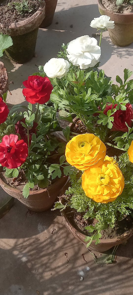 Nimra 🦋 tweet media