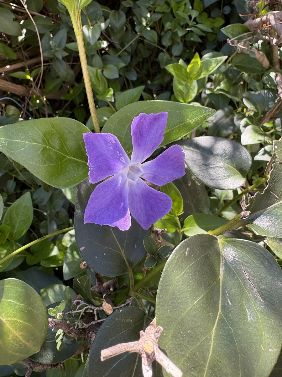 一本杉公園飼育係 tweet media