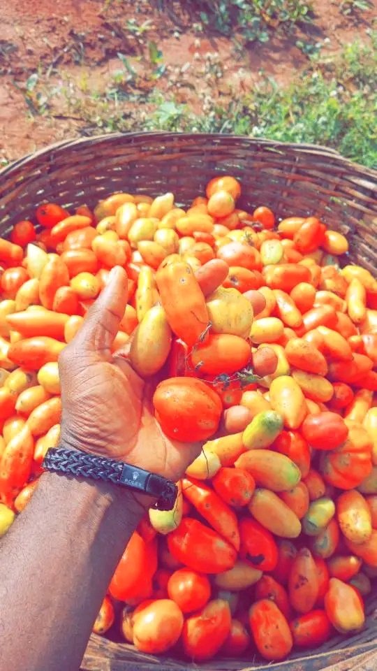 Chukwunonso (Farmer) tweet media