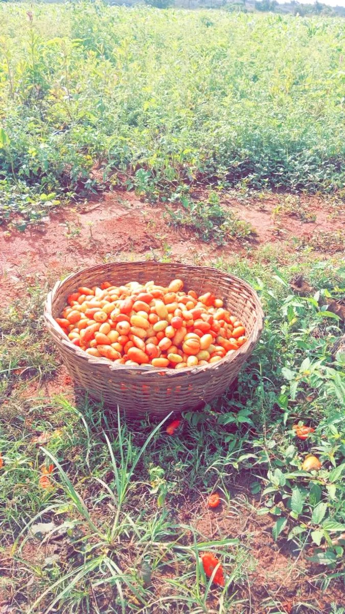 Chukwunonso (Farmer) tweet media