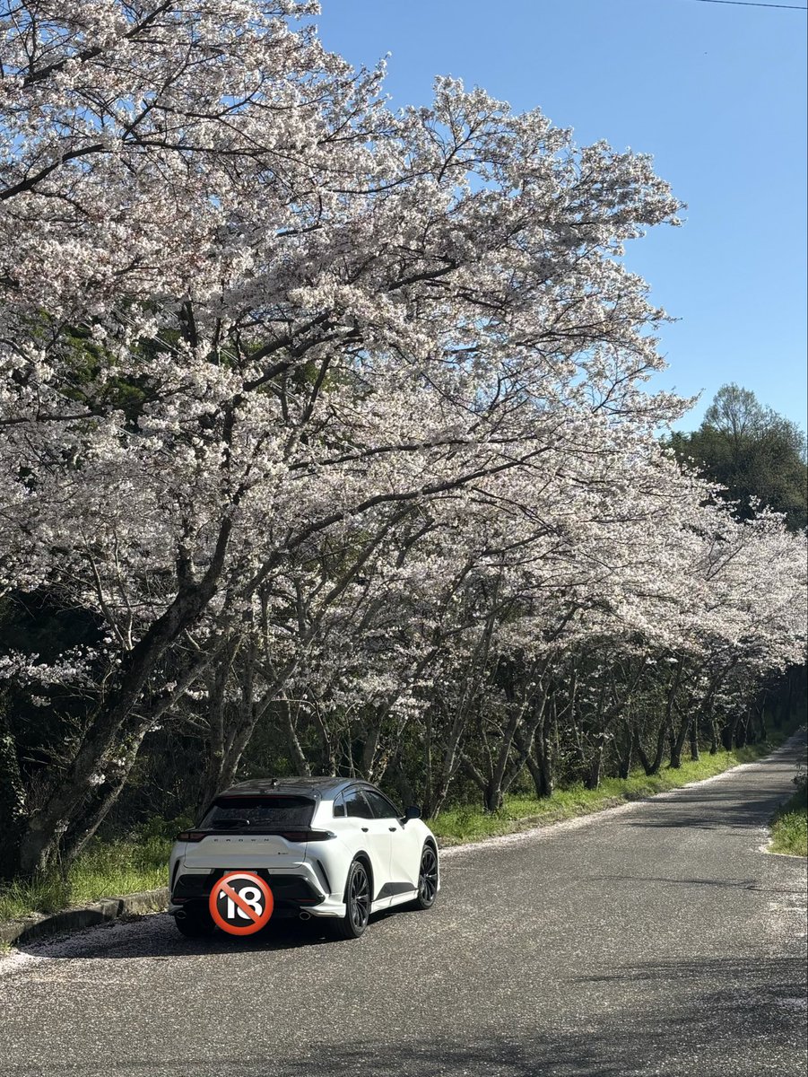 毎年ココは凄い🌸