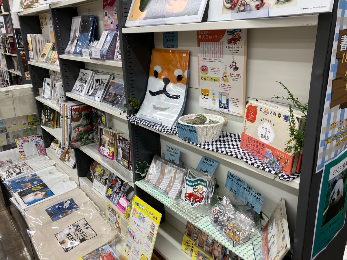shosengnd's tweet photo. ［4階］4月8日は「芝の日」柴犬を讃えよ！という事で
柴犬グッズ販売中です。
・影山直美さんの柴犬グッズ
・柴犬スティーブ白書グッズ
かわいい柴グッズがお待ちしています。
その横では猫グッズもあります！ #グランデいきもの https://t.co/WeqxsriHaP