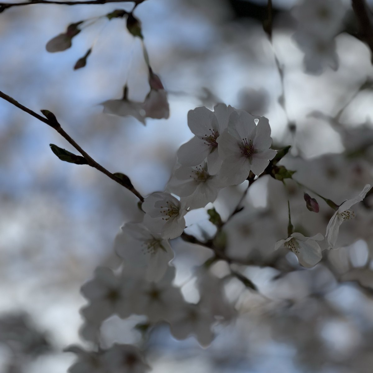 ちゃぴ tweet media