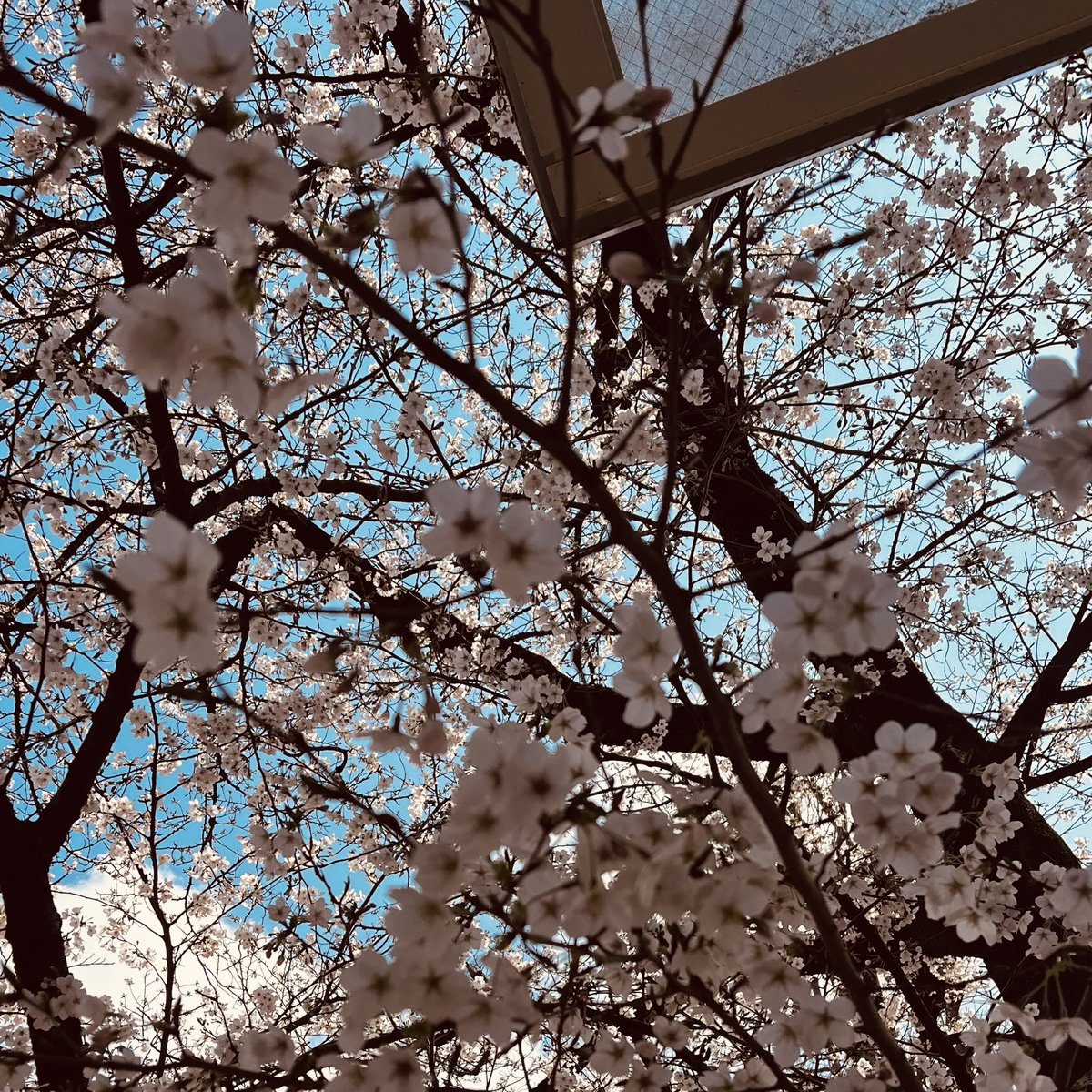 ちゃぴ tweet media