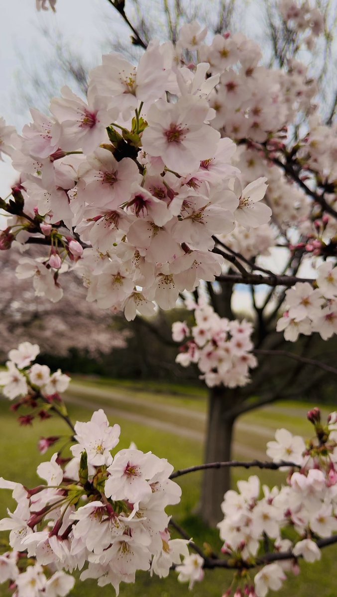 akerin512's tweet photo. 三川公園の桜も綺麗だったな〜 https://t.co/tH3SaQcAJl