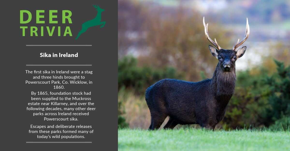 BritishDeerSoc's tweet photo. Deer Trivia: Sika in Ireland
The first sika were brought to Powerscourt Park, Co. Wicklow, in 1860. They thrived and multiplied, with stock sent to Muckross and other parks. Escapes and releases shaped many of today’s wild populations.
#DeerTrivia #SikaDeer #WildlifeIreland https://t.co/e3CtSXBDmY