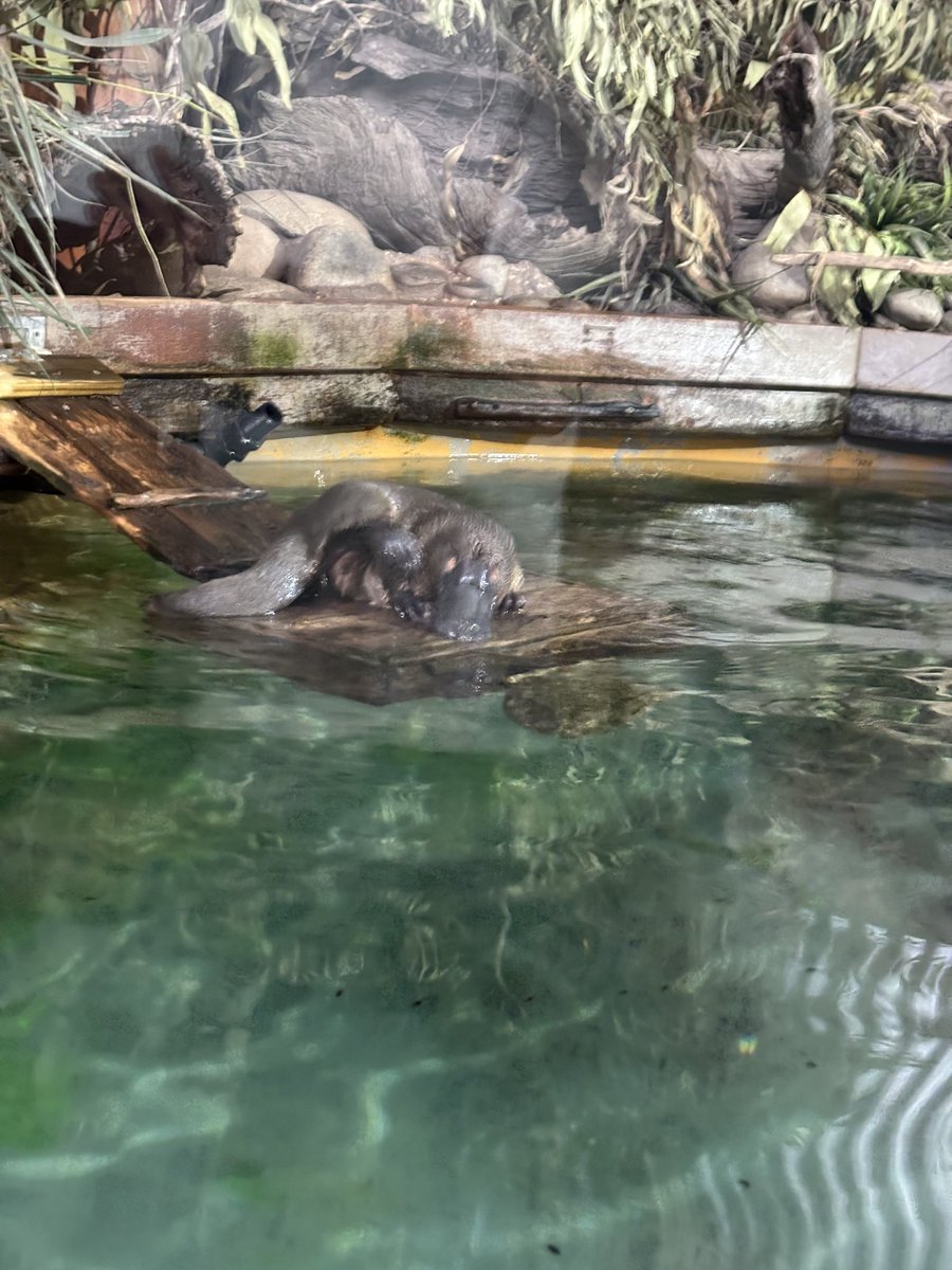 omgこぽん tweet media