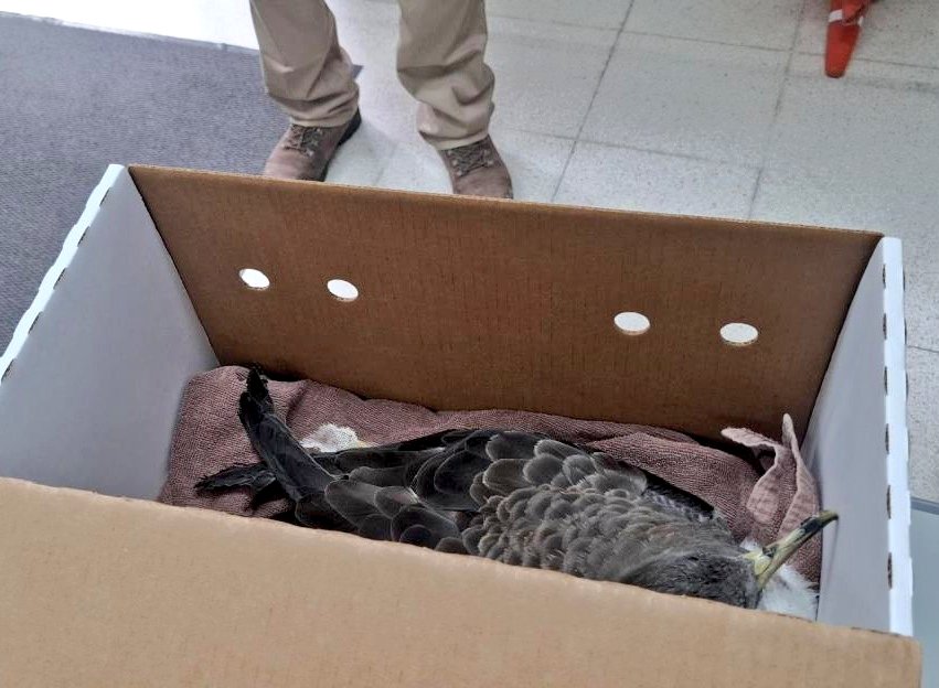 PoliciaAPLP's tweet photo. 🐦 Nuestros compañeros rescataron esta 👇 #Pardela la semana pasada, procediendo posteriormente a su entrega al personal de @GranCanaria_M_A 💚
#PolicíaPortuaria 💙
#Medioambiente 🌍
#EstamosPorTi 🫵 https://t.co/5zxFyEztLm