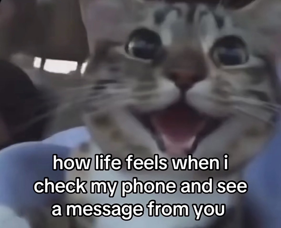 LiterallyMeCats tweet media