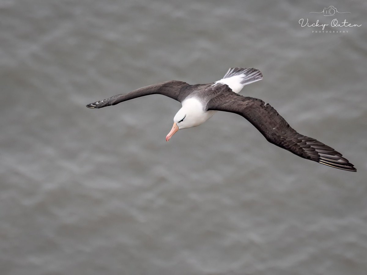 vickyoutenphoto's tweet photo. Albatross  - older posting - Share your photos of an albatross  in the comments.

https://t.co/E6uD5xMUx0

#wildlife #bbccountryfilemagpotd #photooftheday #BBCWildlifePOTD  #BBCSpringwatch @ThePhotoHour @Team4Nature @Britnatureguide @NatureUK @wildlifemag @nature_voice #albatross https://t.co/Sl2FWAPQpa