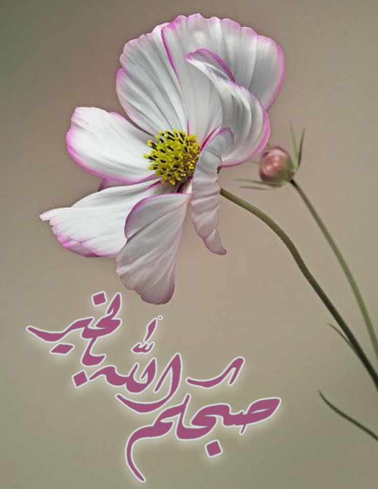 Dreamy Town tweet media