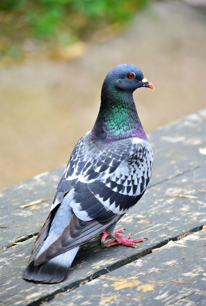 JōhΠsōn tweet media