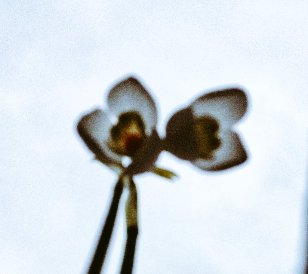 PikkasenTuhma's tweet photo. Huomenta 🩶! Pienet lumikellot on nousseet 💪🌱💪. #KevättäIlmassa #SpringWibes https://t.co/8lA1THqAyK