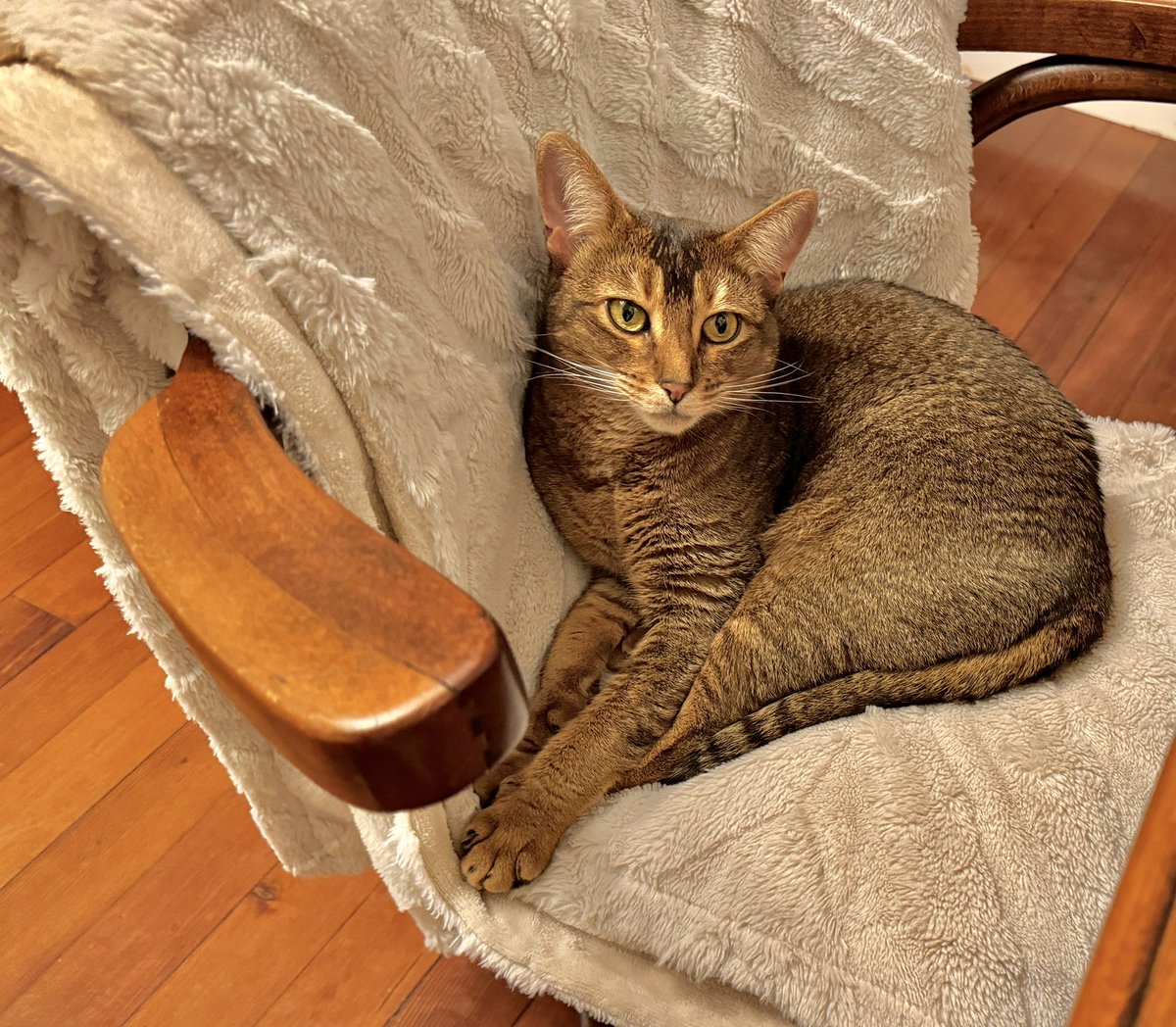 Auguste Calami tweet media