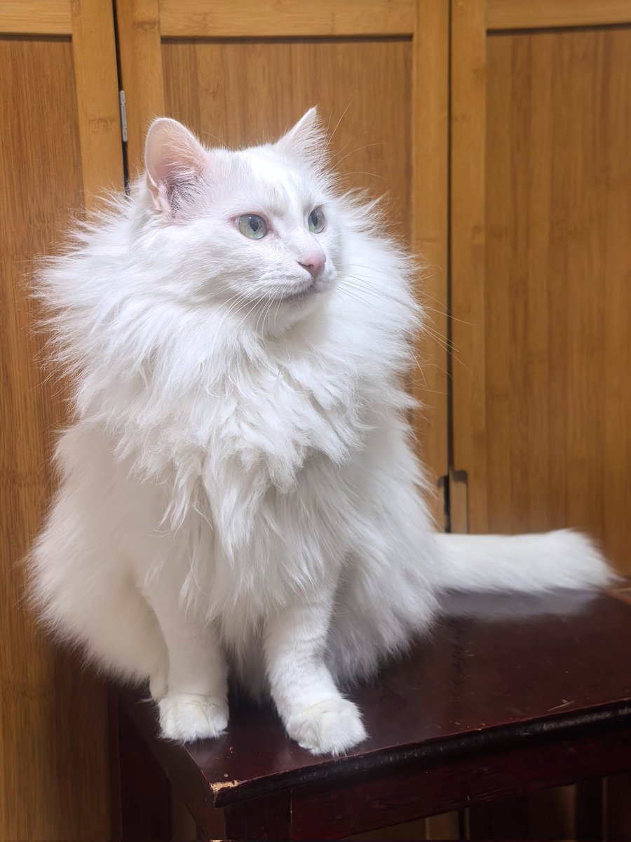 喜之螂 tweet media