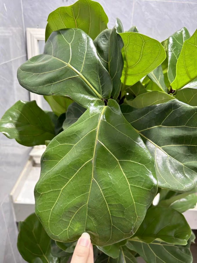 しげぽん tweet media