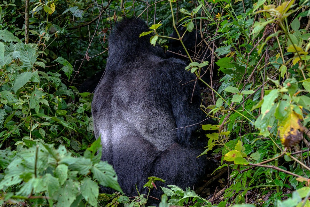 okapivoyages's tweet photo. Ready for your next big adventure? Uganda offers gorilla trekking, safaris, and rich culture—all planned perfectly by Okapi Voyage. Book your trip today!

📞 Call/WhatsApp: +256 754365525
📧 inquiry@okapivoyage.com
🌐 https://t.co/jezzBXYsnc

#ExploreUganda #SafariJourney https://t.co/Fc9DlW1R7E