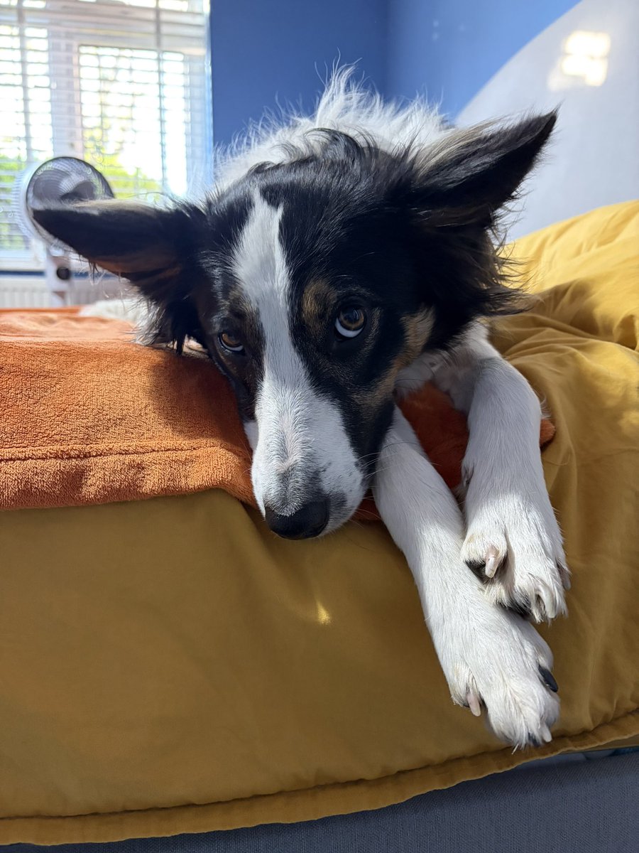 Puppy Bess and Auntie Kes tweet media