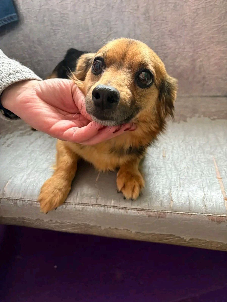 Проня Прокопивна tweet media