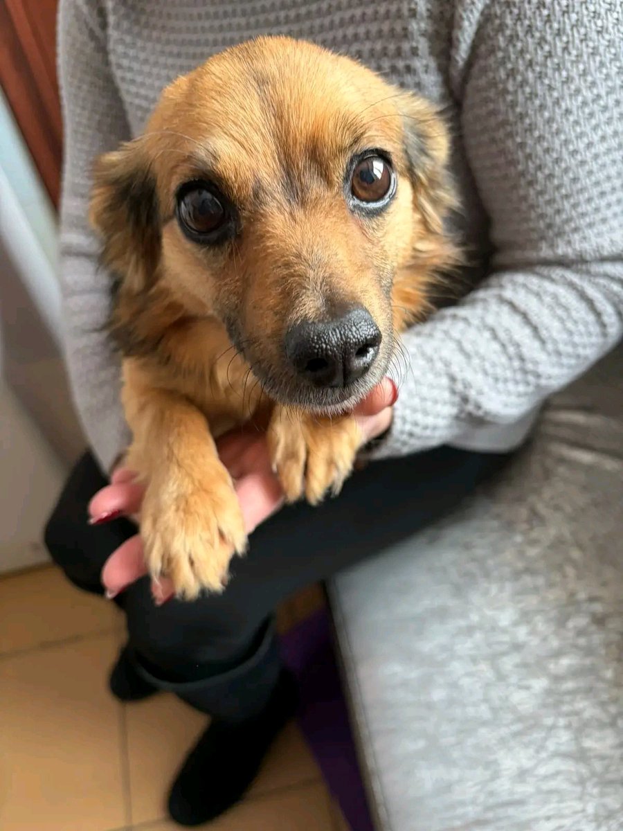 Проня Прокопивна tweet media