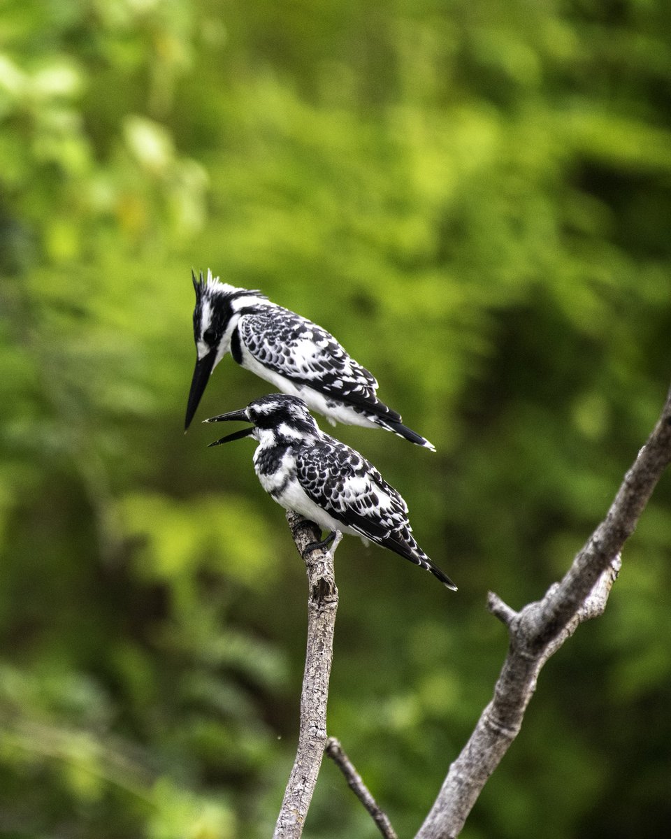 Musinguzi Elly 🎬 tweet media