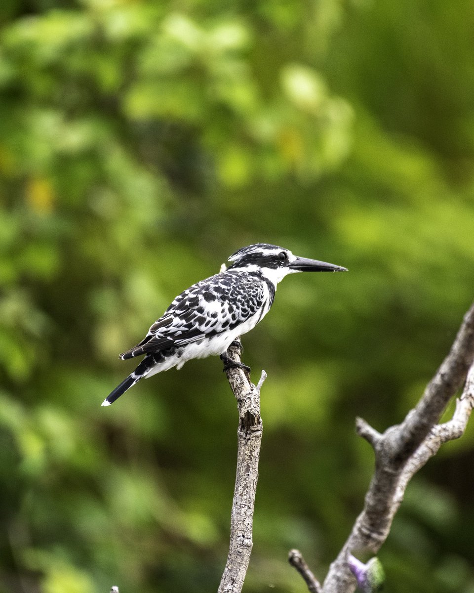 Musinguzi Elly 🎬 tweet media