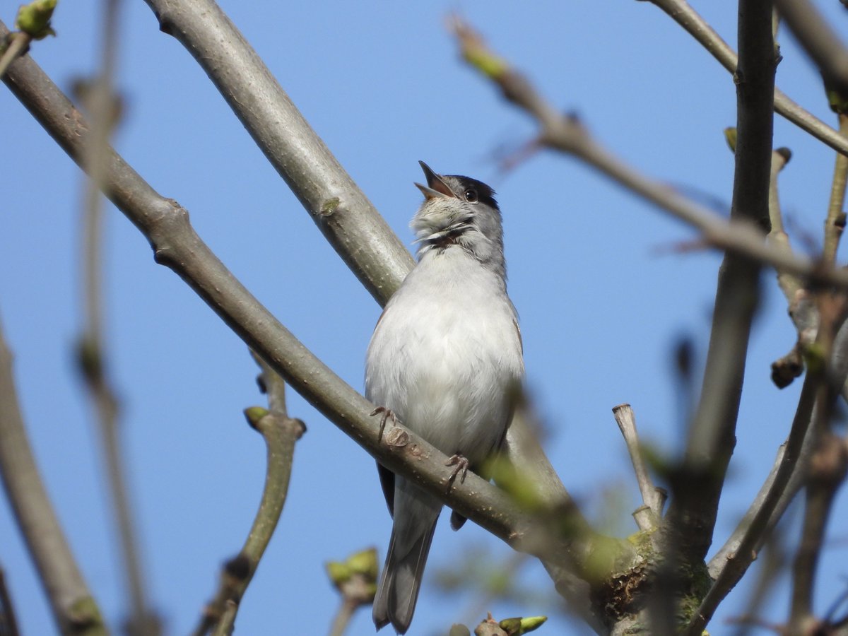 alan revel tweet media